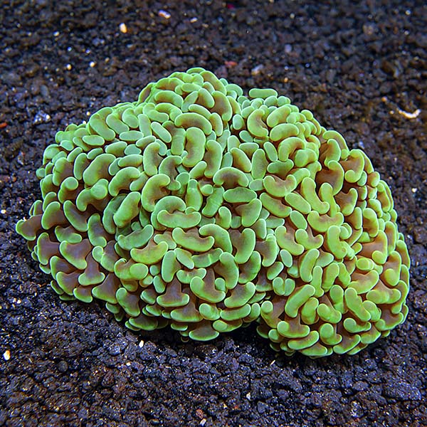 Hammer Coral.jpg
