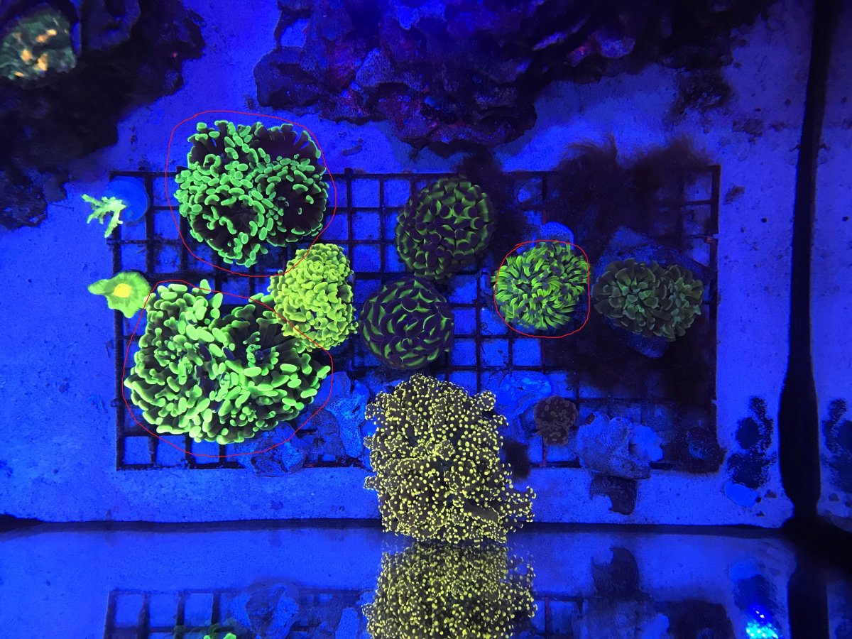 Hammer Corals.jpg