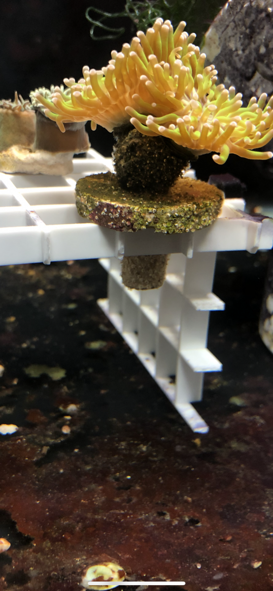 HammerCoral.png