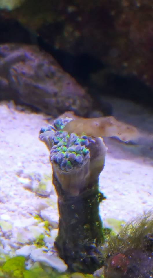 Hammerhead.jpg