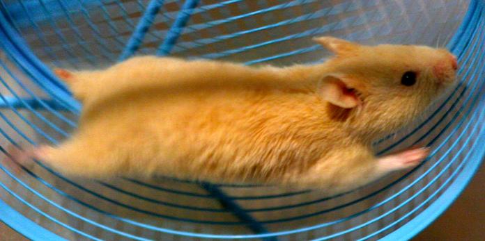 hamster-wheel.jpg