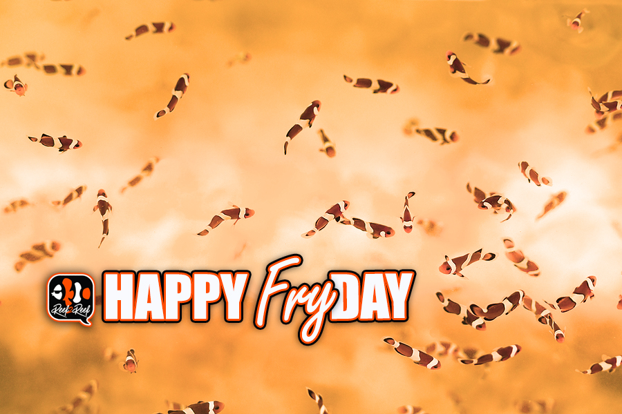 happy friday fry fish.jpg