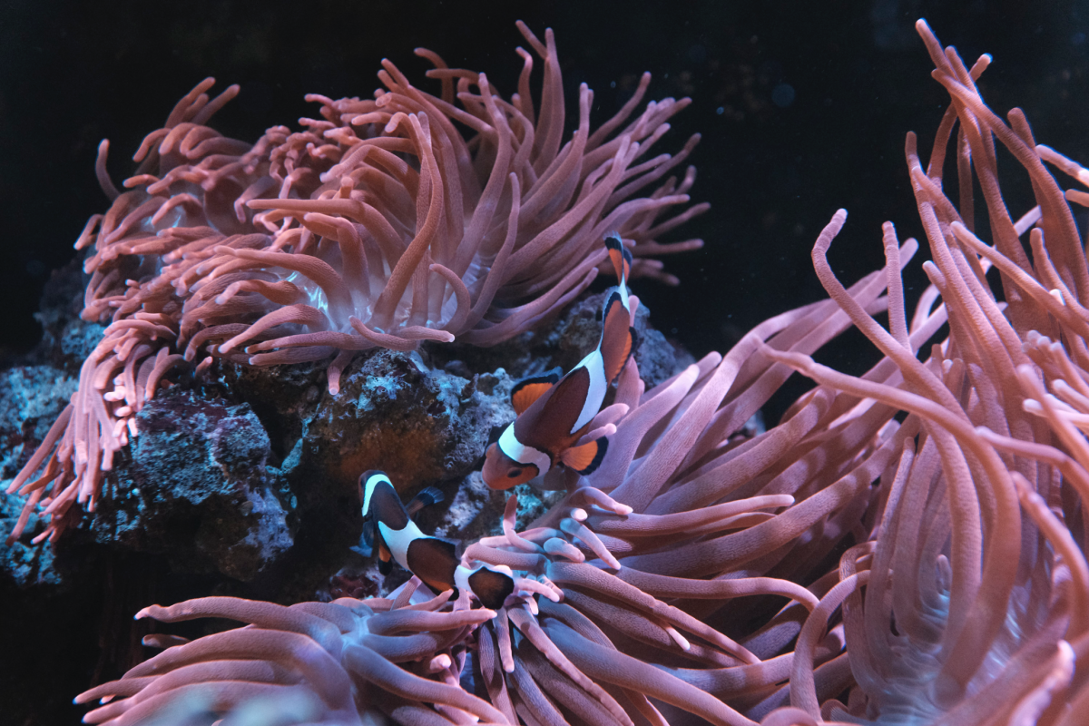 HappyAnemoneFishSpawning.png