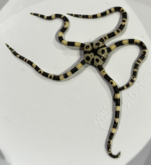 Har Star.png