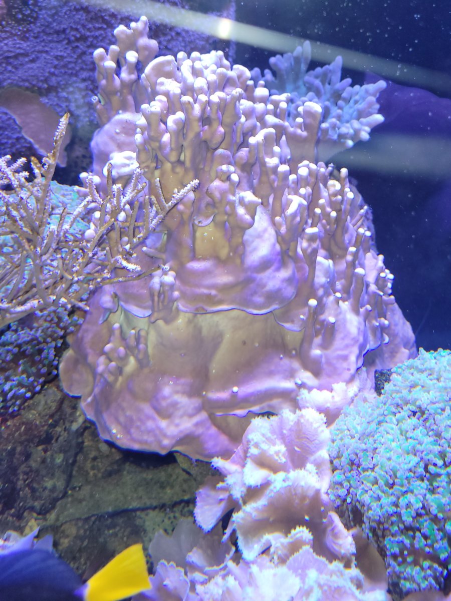 hard coral.jpg
