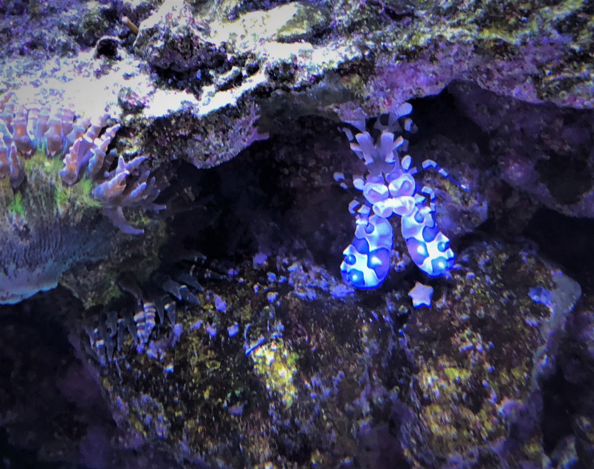 Harlequin Shrimp - Asterina Starfish Eating.jpg