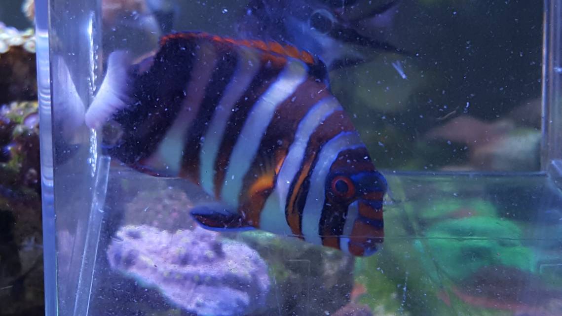 harlequin2.jpg