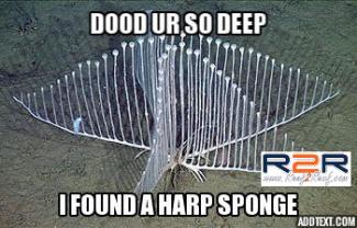 Harp sponge deep.jpg