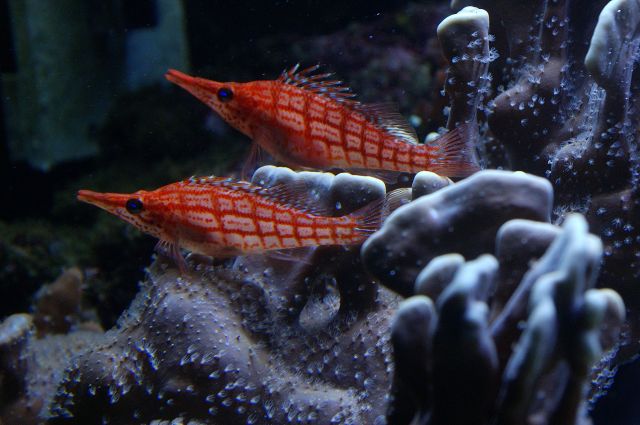 hawkfish.jpg