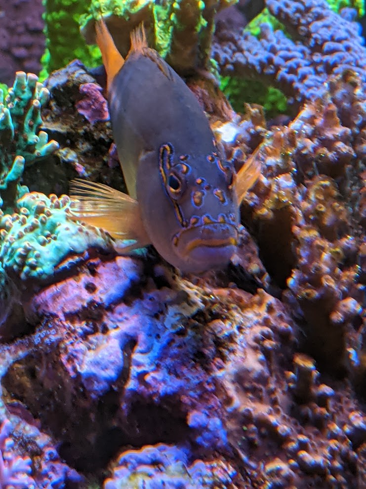 hawkfish.jpg