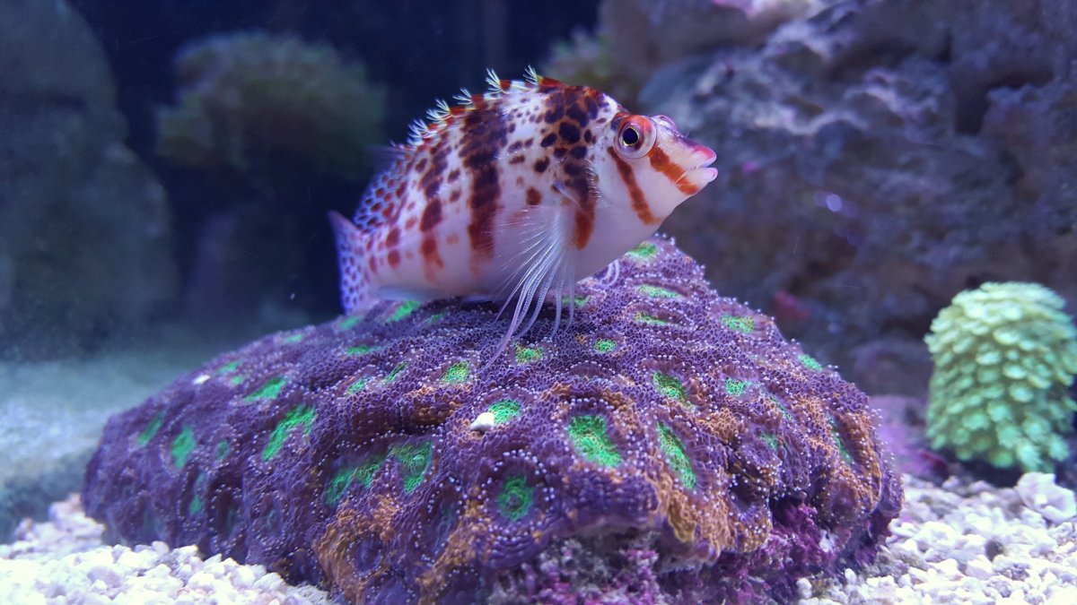 hawkfish.jpg
