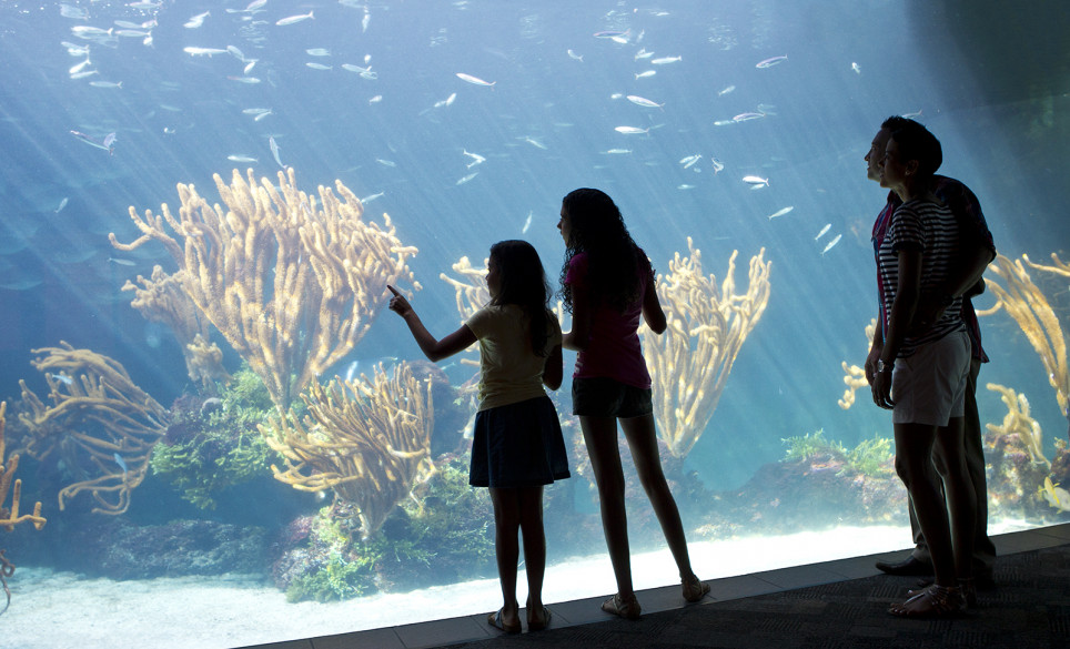 head-aquarium-family-kids-fish-tank.jpg
