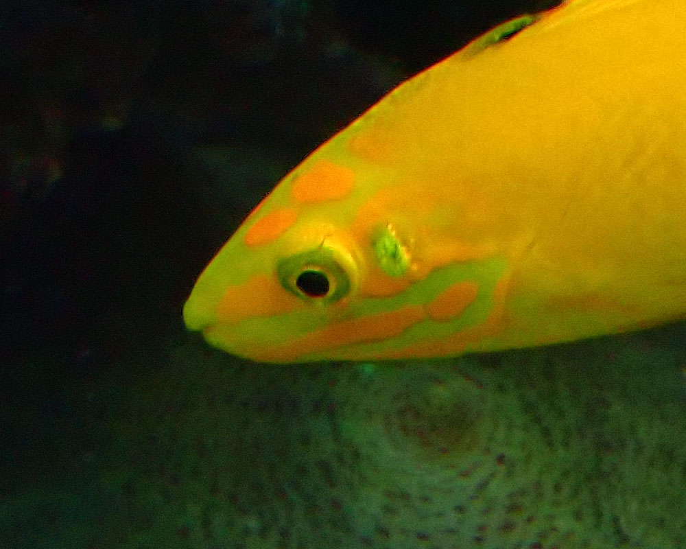 head.jpg