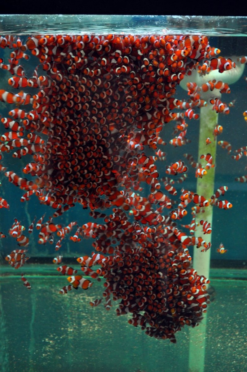 Healthy-and-Hungry-Clownfish-in-a-Growout-Tank-at-Sustainable-Aquatics.jpg