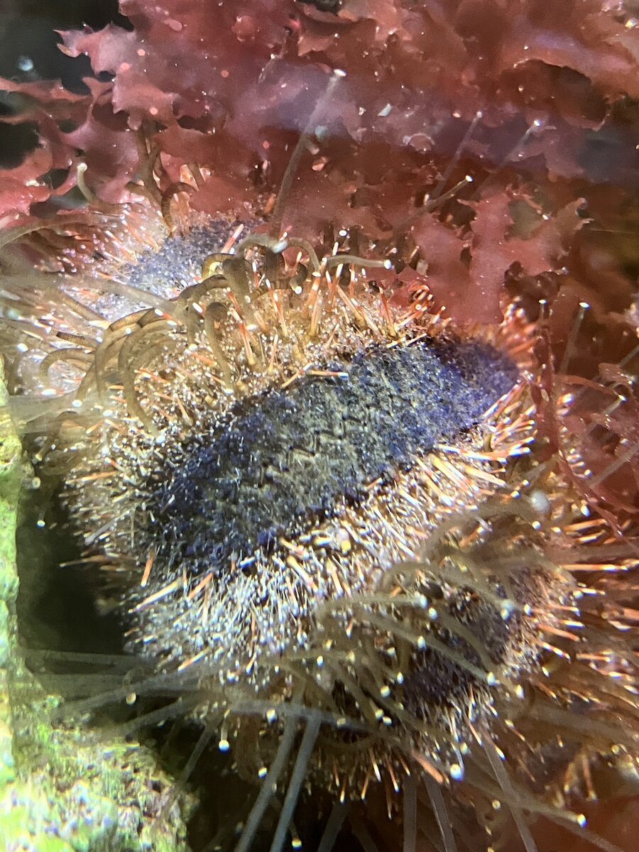 Healthy urchin - Pic 2.jpeg