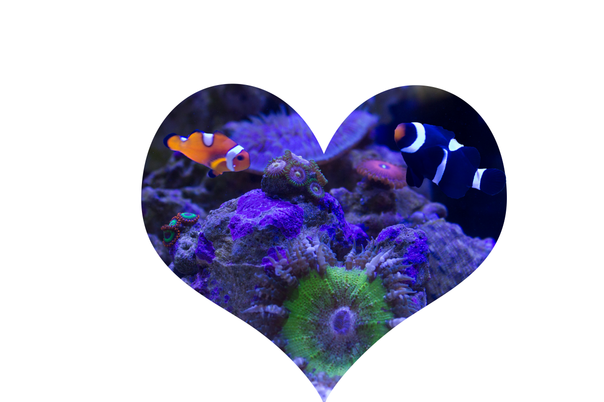 heart draft.png