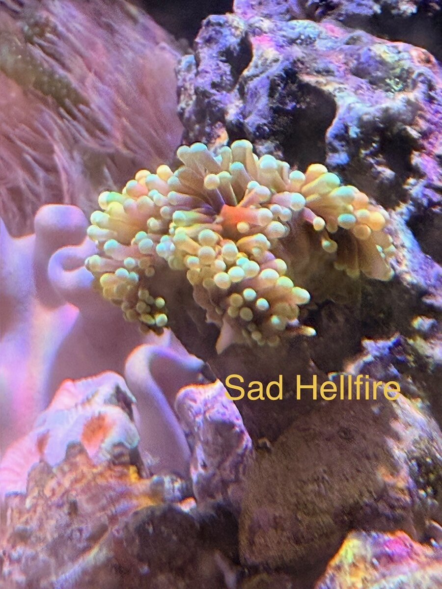 HellFire.jpg