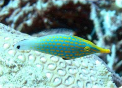 Hemdal_Filefish2.jpg
