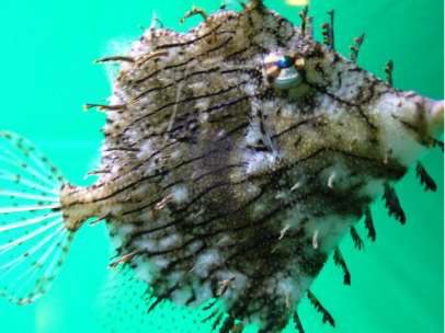Hemdal_Filefish4.jpg