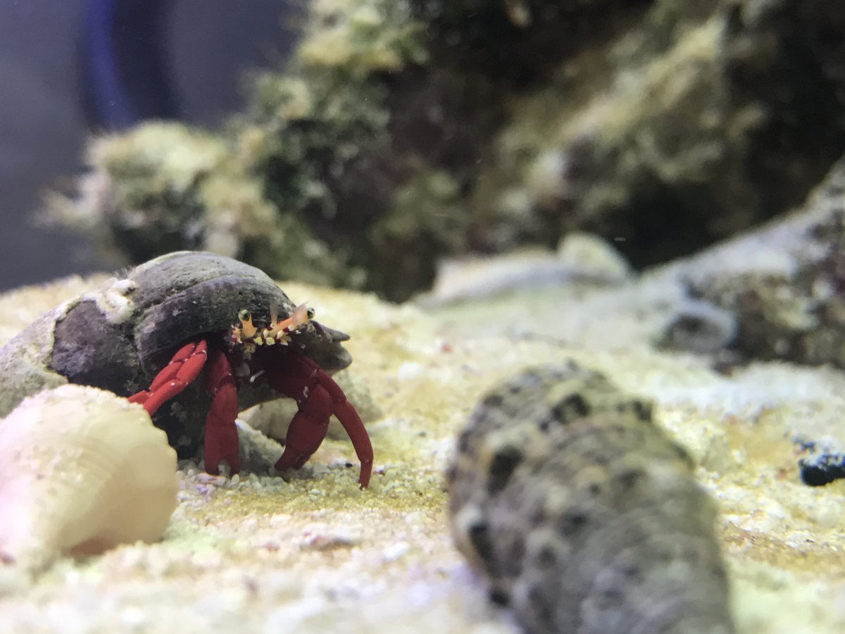 hermitcrabs.JPG
