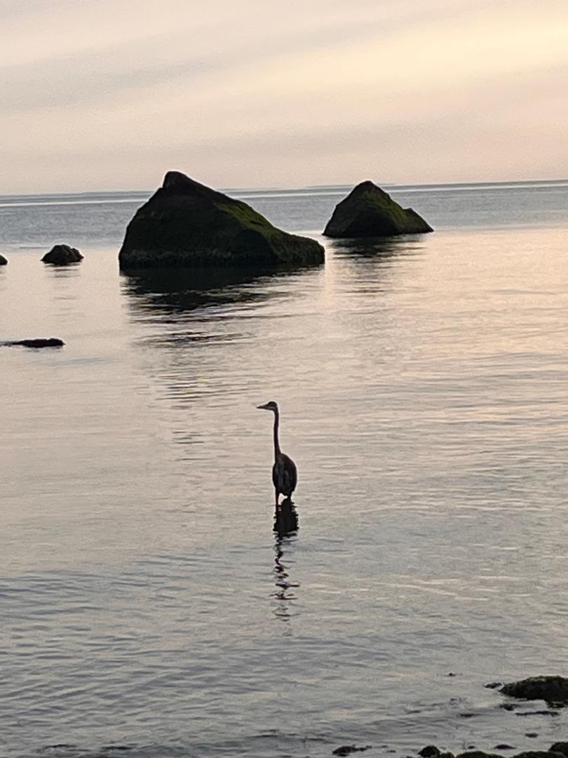 Heron.jpg
