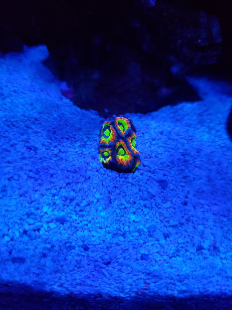 HG Micro.jpg