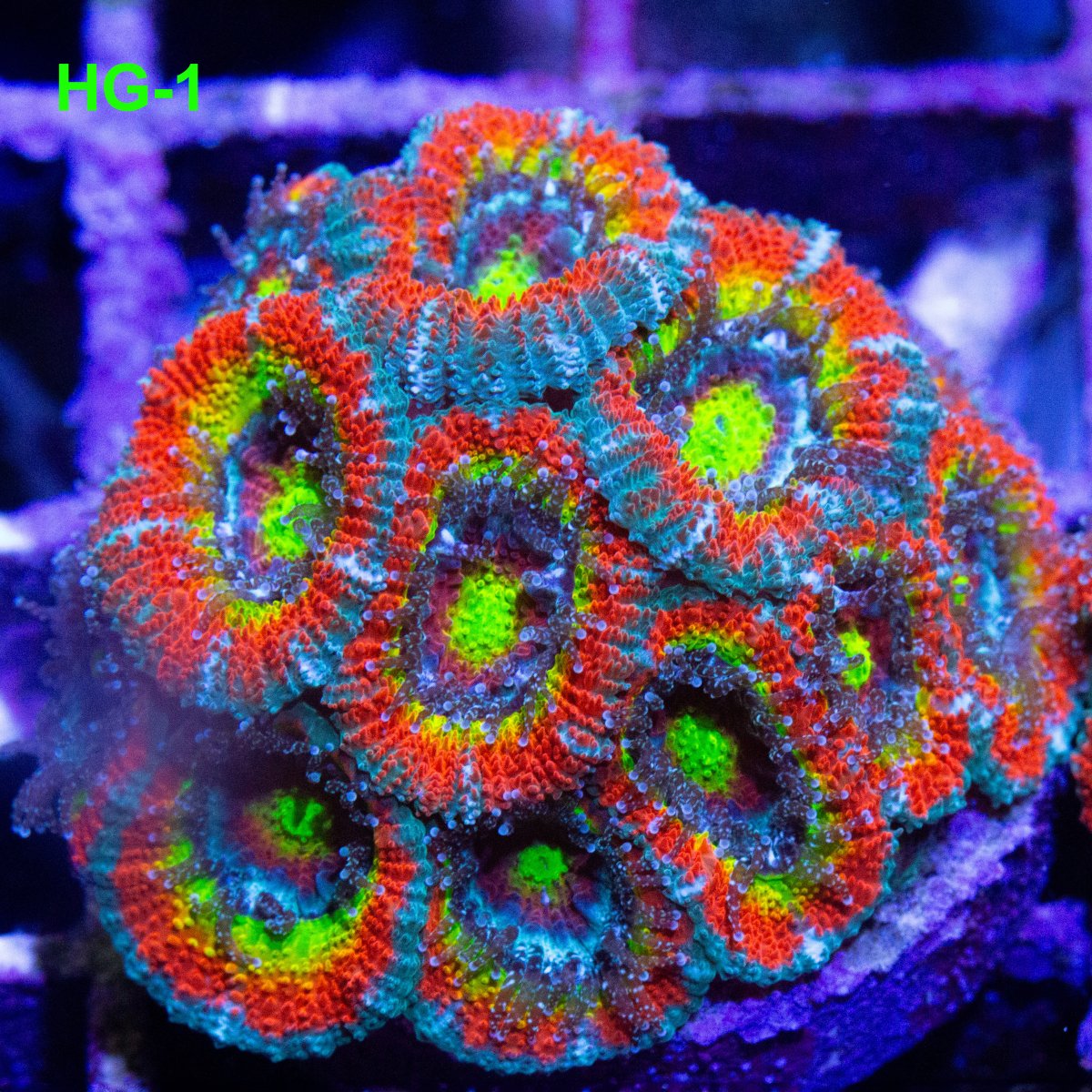 California - Live Goods - Holy Grail Micromussa, Captain