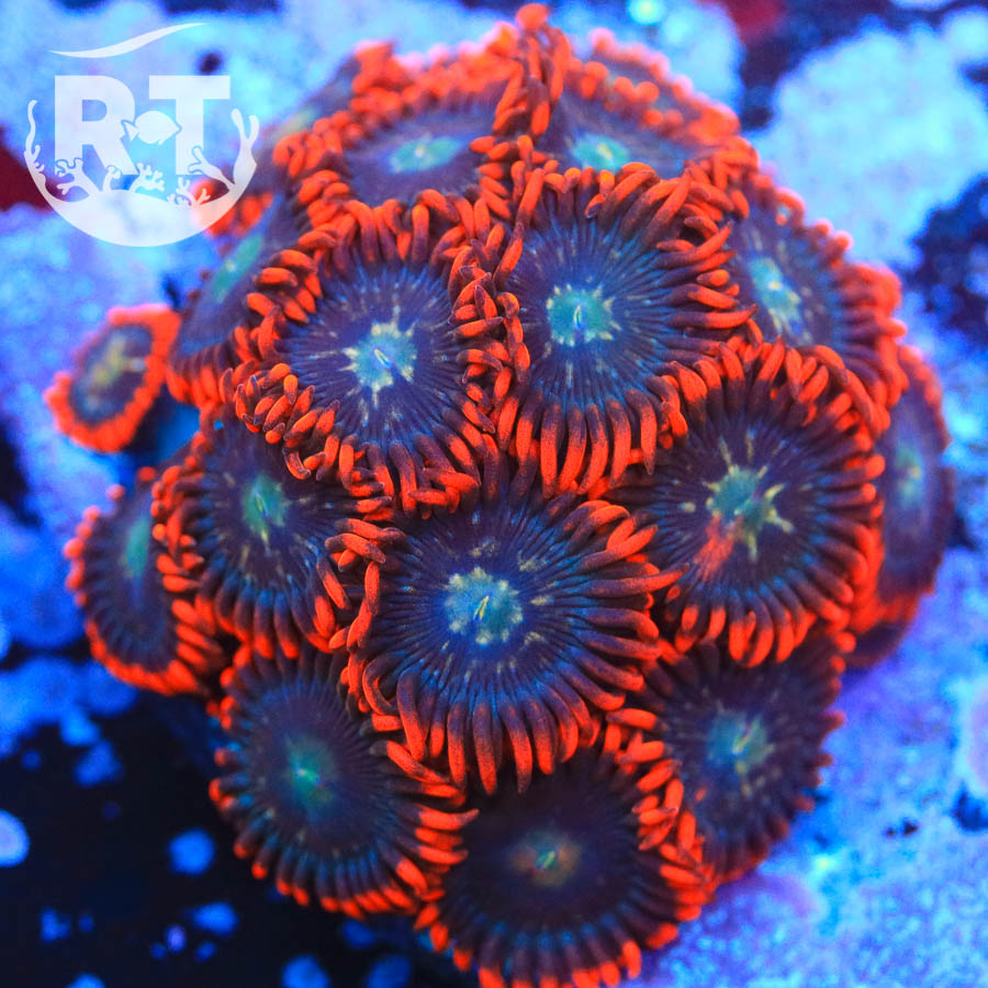 Its REEFTIDE's Zoa Collection! | Reef2Reef