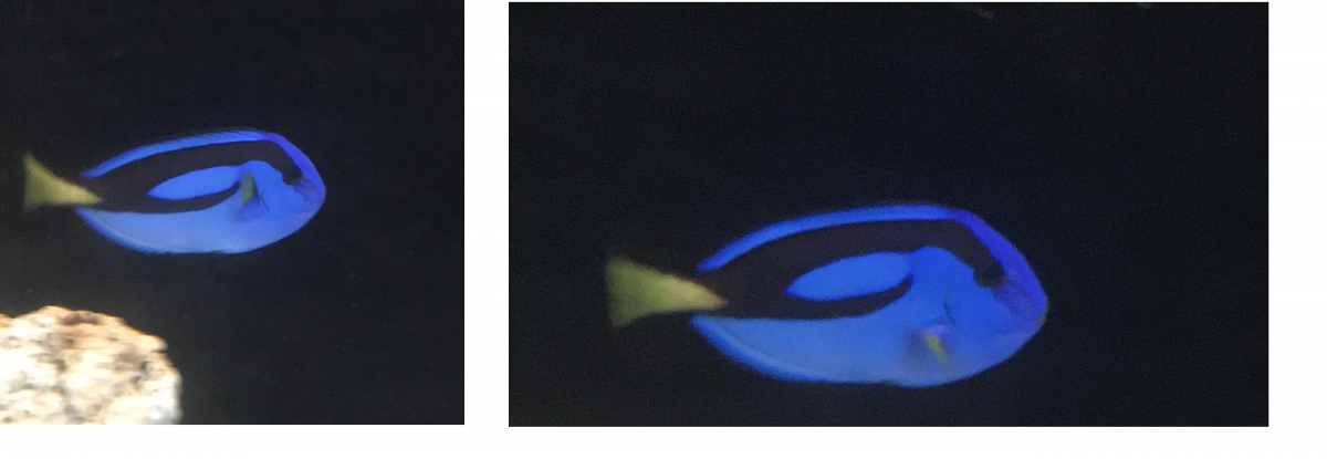 hippo tang.png