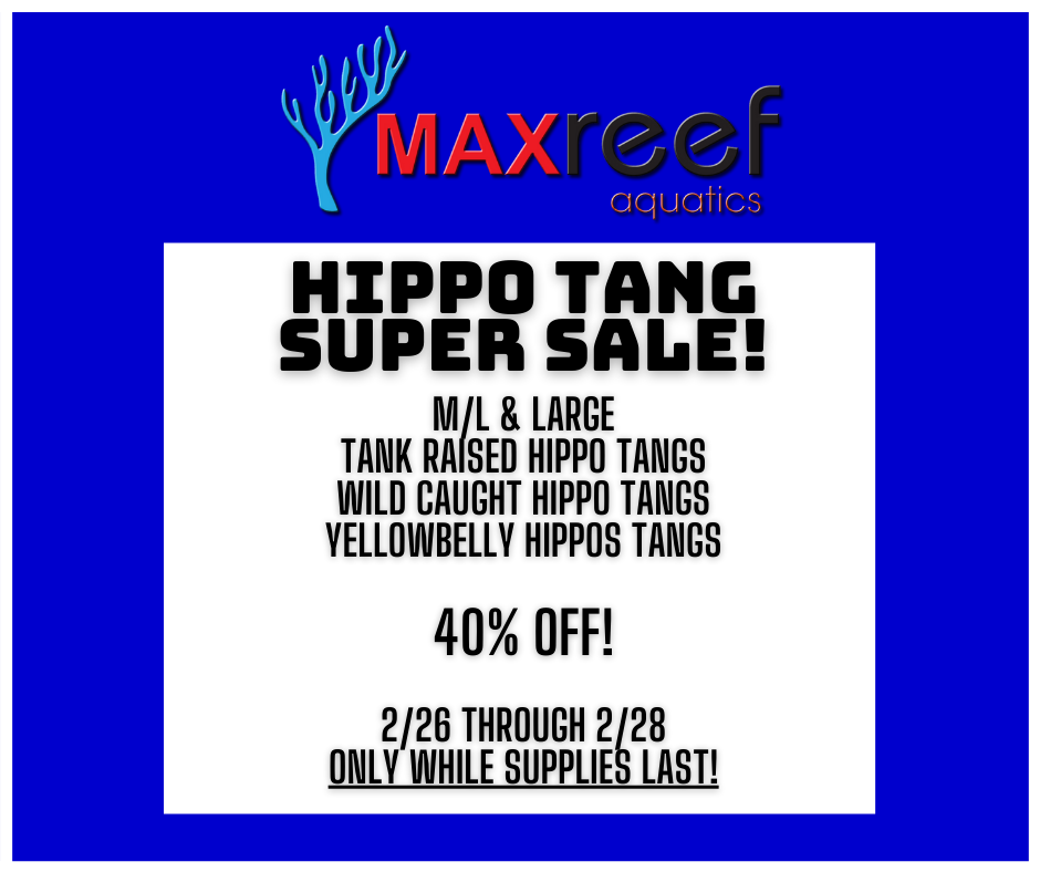 Hippo Tang Super Sale.png