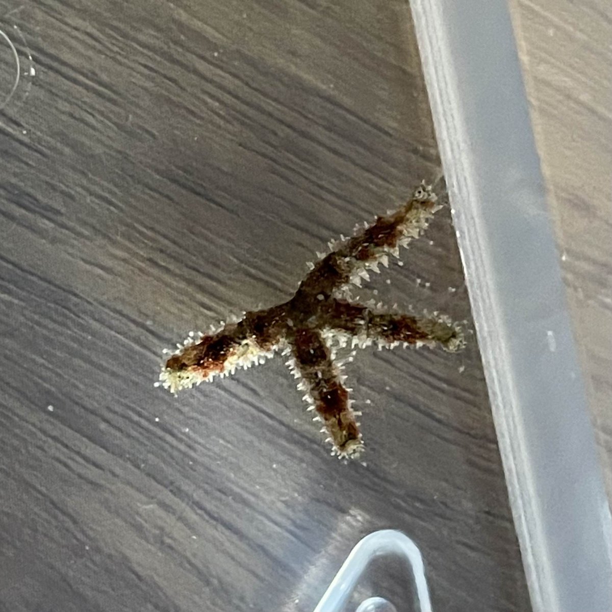 Hitchhiker starfish.jpg