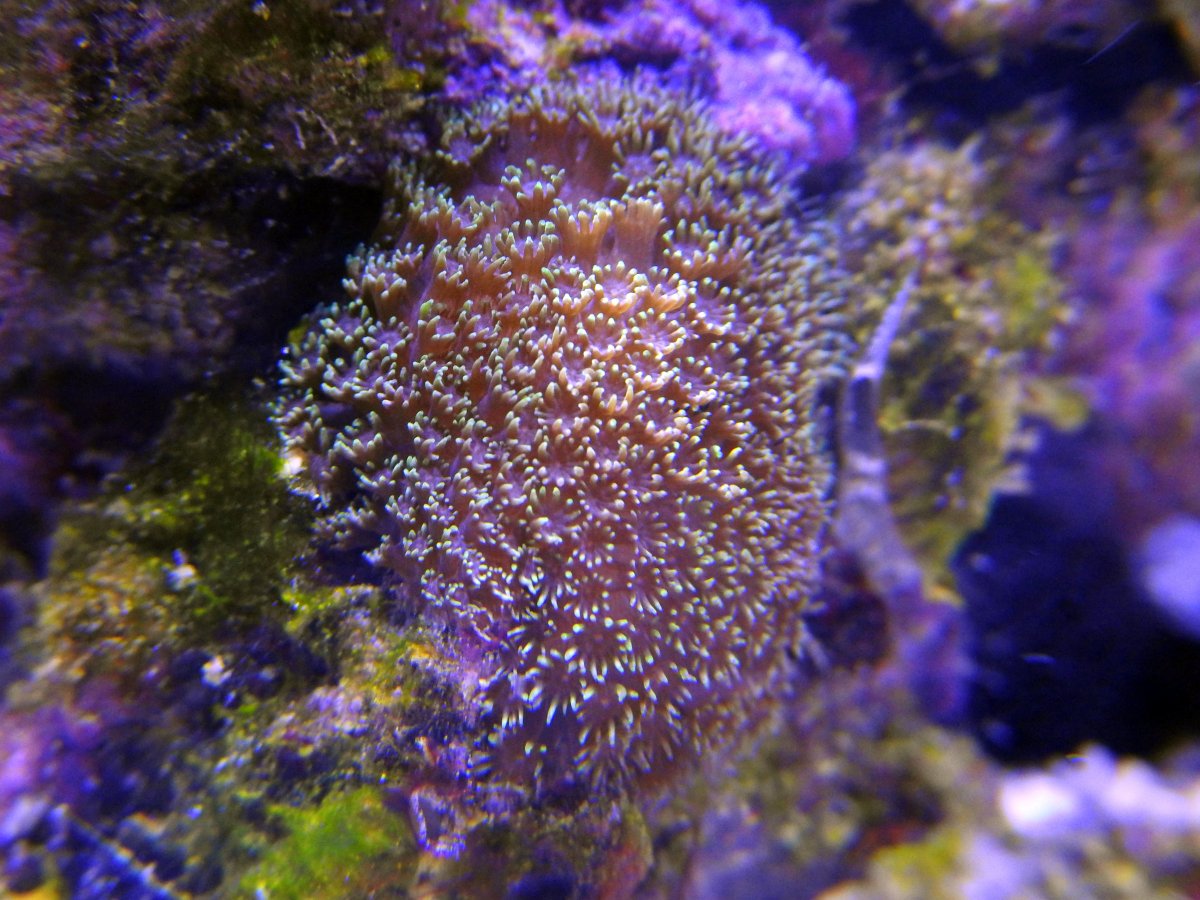 hitchhiker_coral_a.jpg