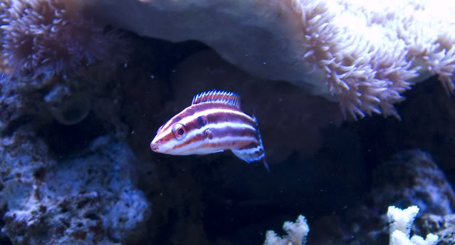hogfish.JPG