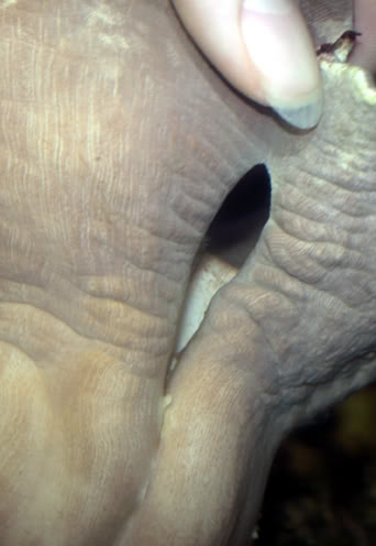 holeleather.JPG
