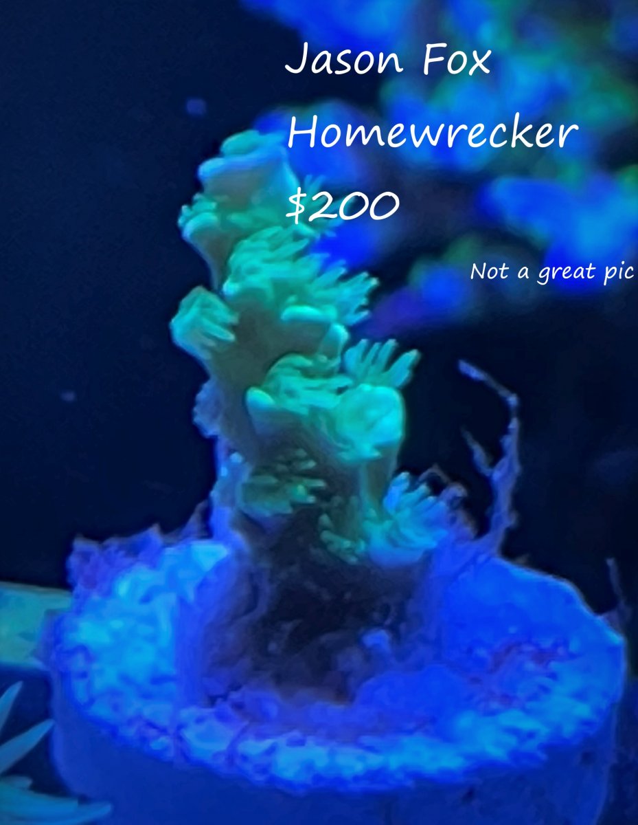 Homewrecker $200.jpg