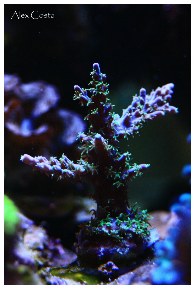 horrida-purple-green-polips2.jpg