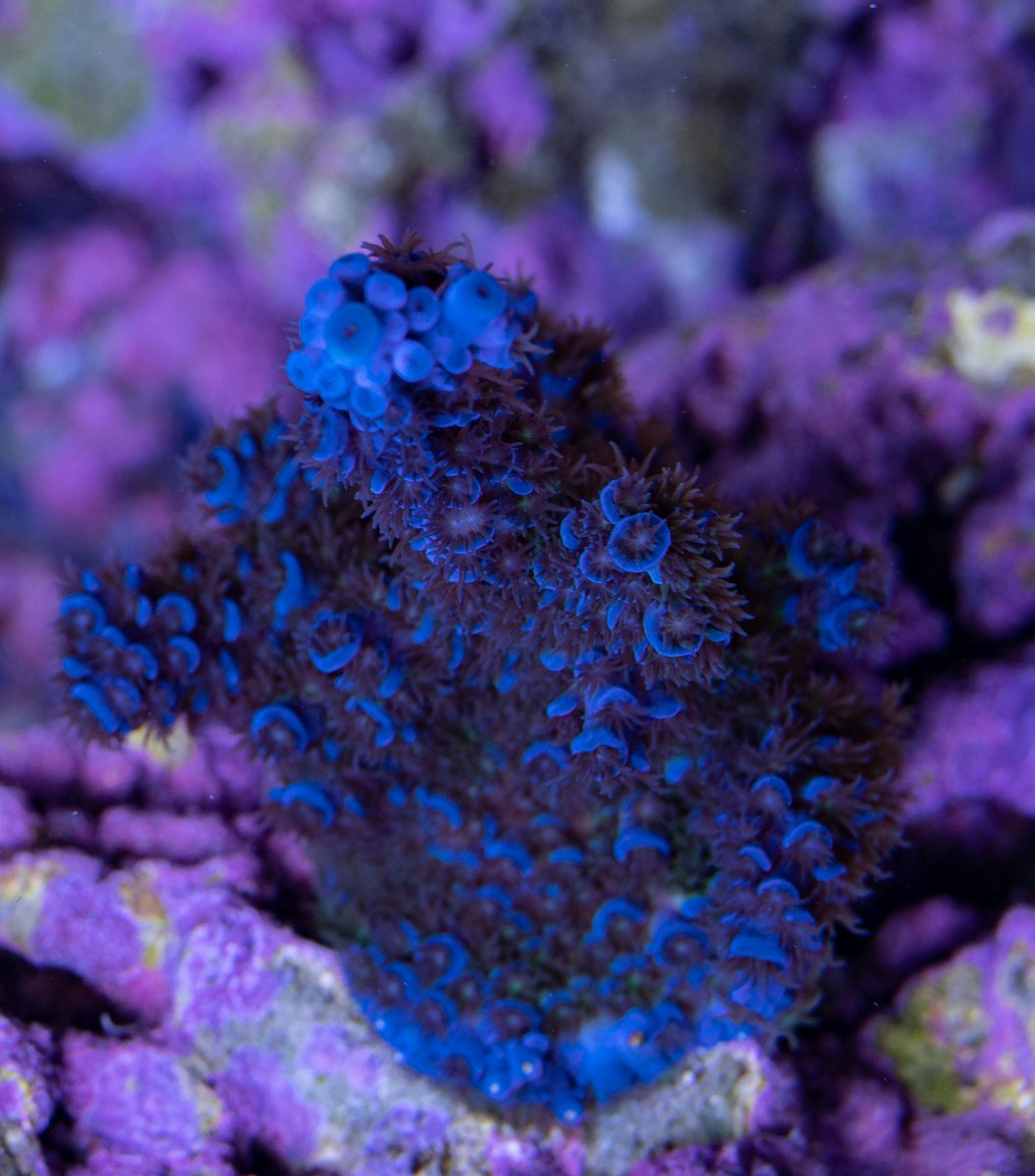 Build Thread - JCOLE's ACRO Dominant Build | Page 32 | REEF2REEF .