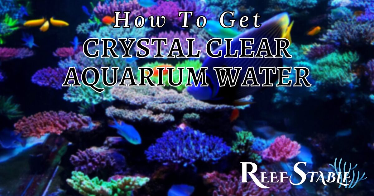 how-to-get-crystal-clear-saltwater-aquarium-water.jpg