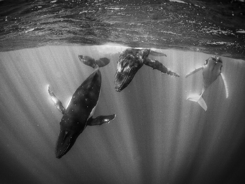 humpback-whales-macdonald_3691_990x742.jpg