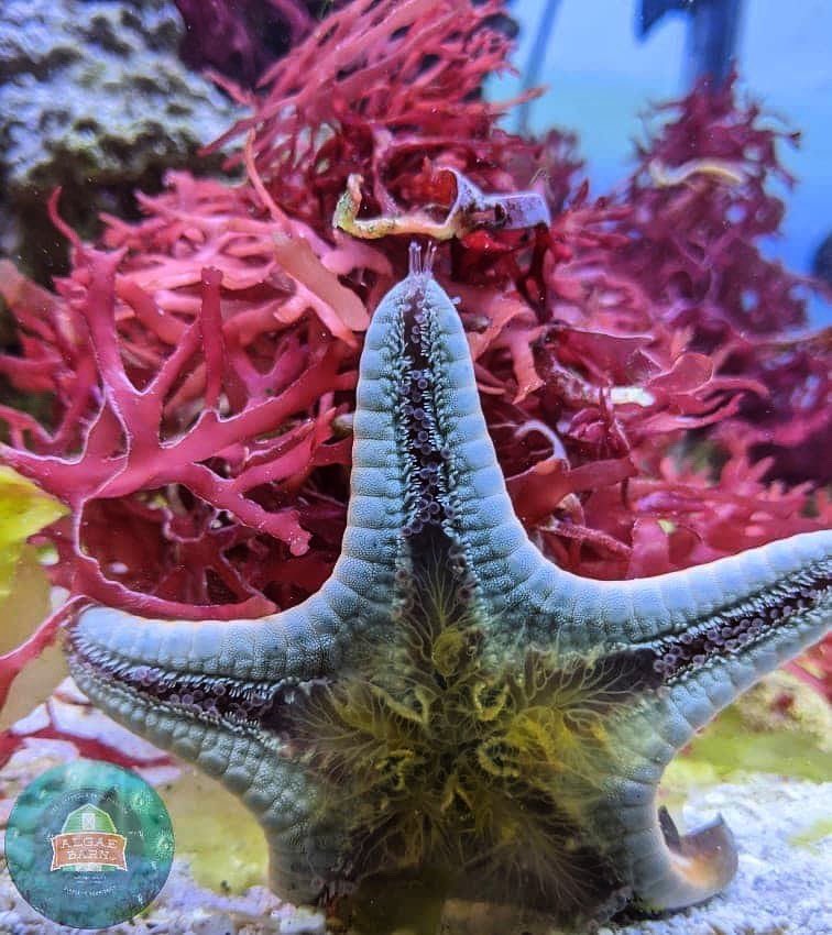 hungry starfish.jpg