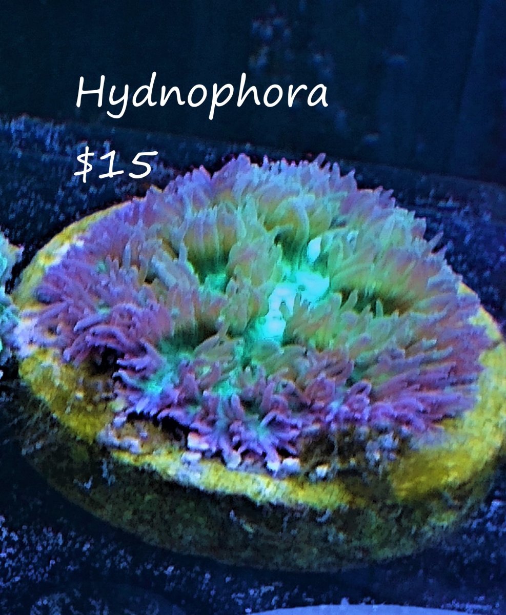 hydnophora $15.jpg