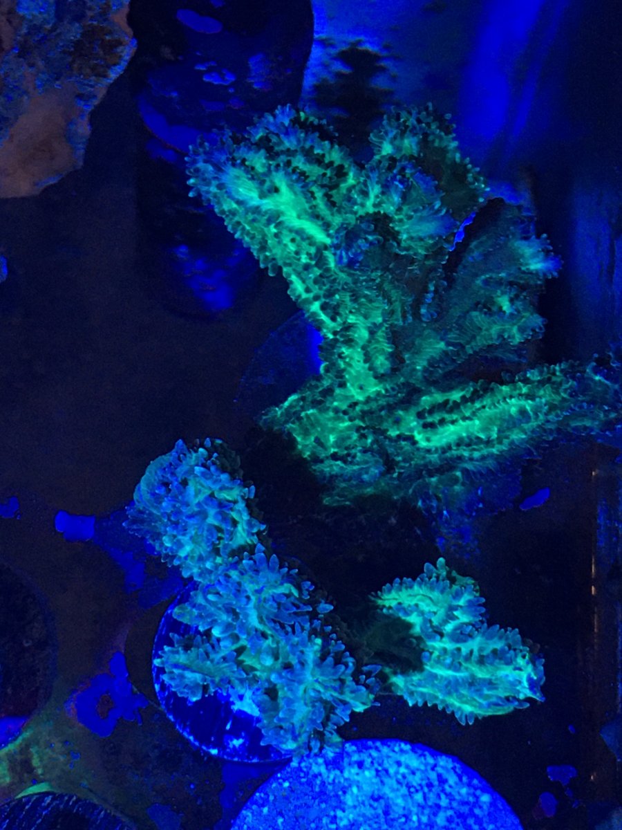 hydofrags.jpeg
