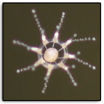 hydroid-medusa-left.jpg