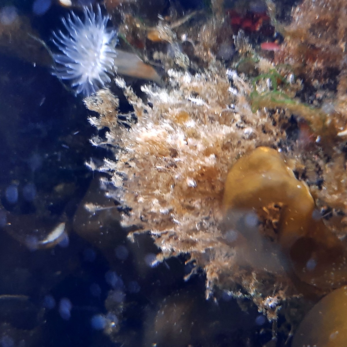 hydroids.jpg