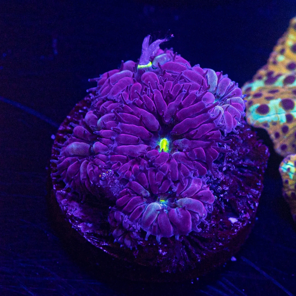 ***LRO Coral MAYhem Live Sale!! Saturday, May 18th $1, $5, and $10 ...