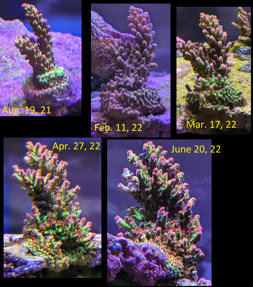 Hyperberry_Compilation_6-20-22.png