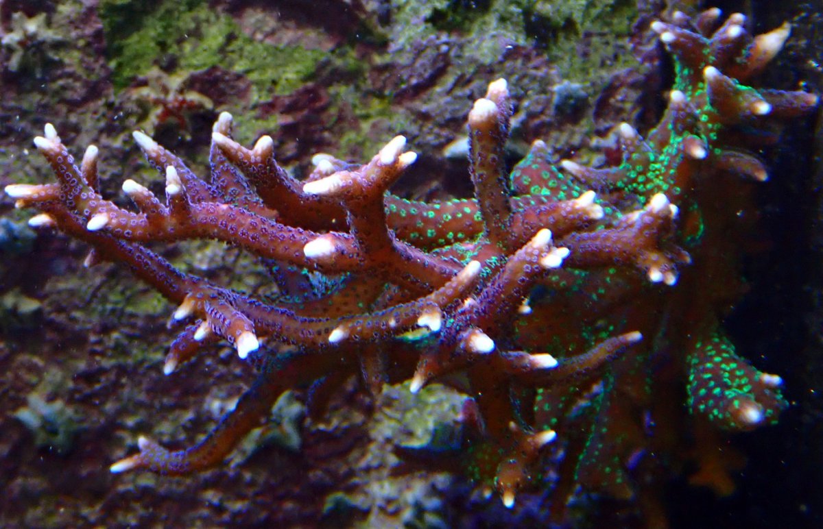 hystrix-2.jpg