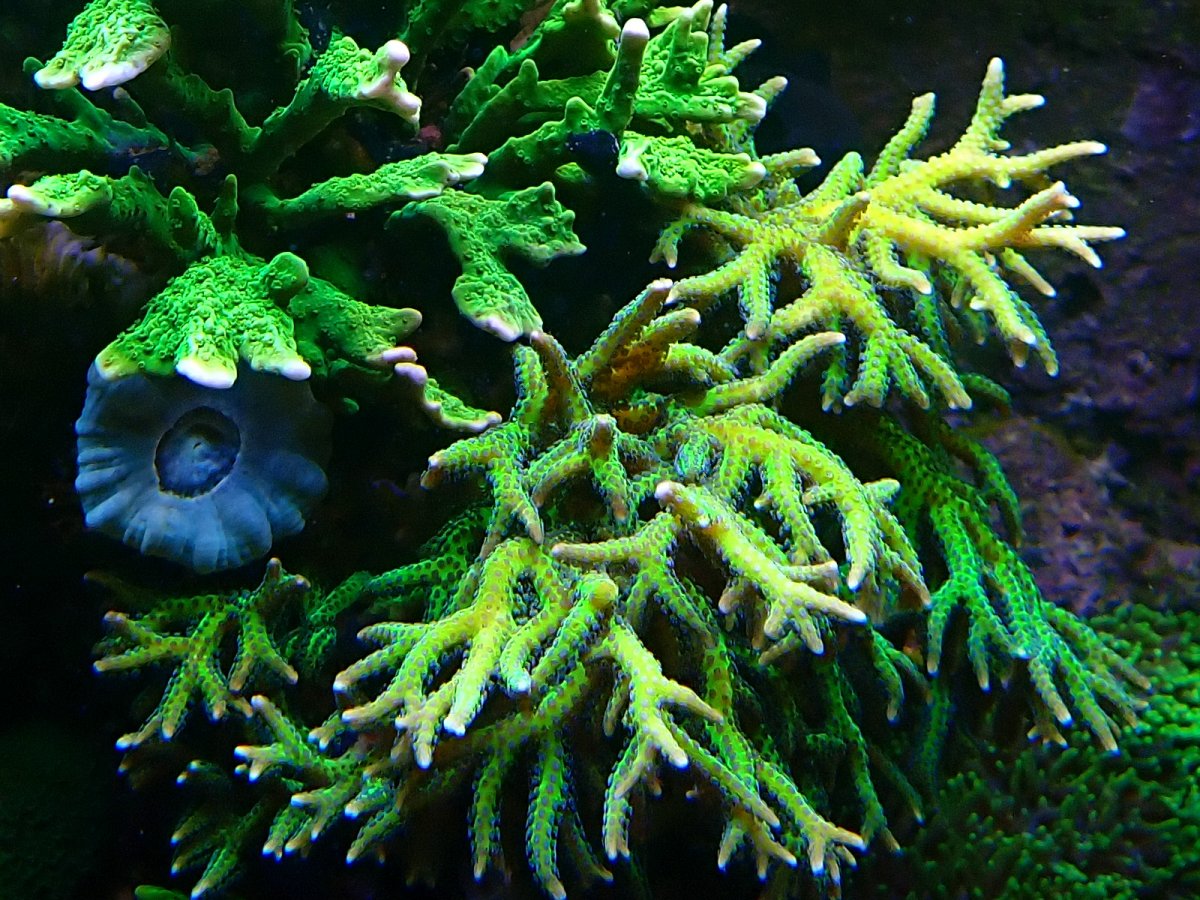 hystrix-2.jpg