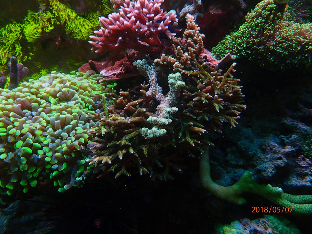 hystrix-2.jpg