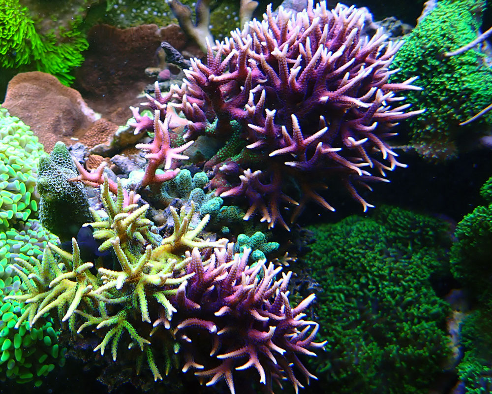 hystrix.jpg
